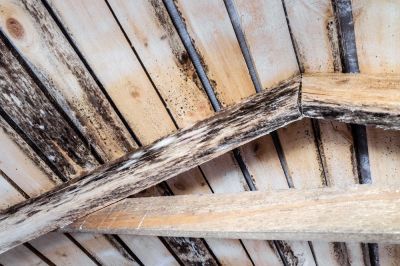 Prevent Mold and Mildew Growth!